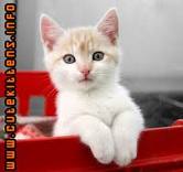 lovely kittens for free adop doption